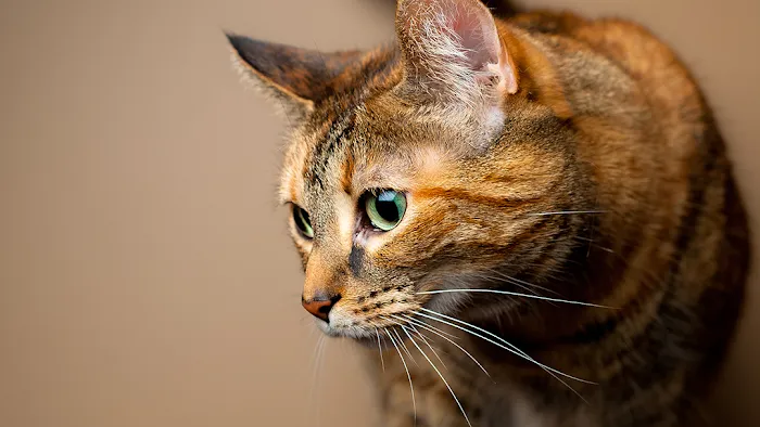 Hamilton Animal Care Picture 5