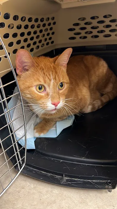 Hamilton Animal Care Picture 7