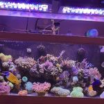 Frags 2 Fishes