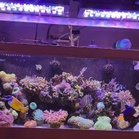 Frags 2 Fishes ico