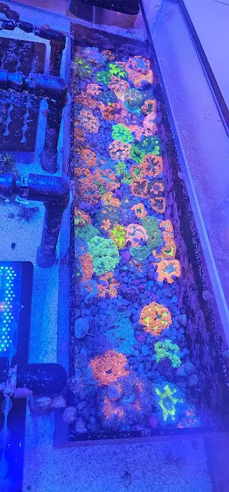 Frags 2 Fishes Picture 6