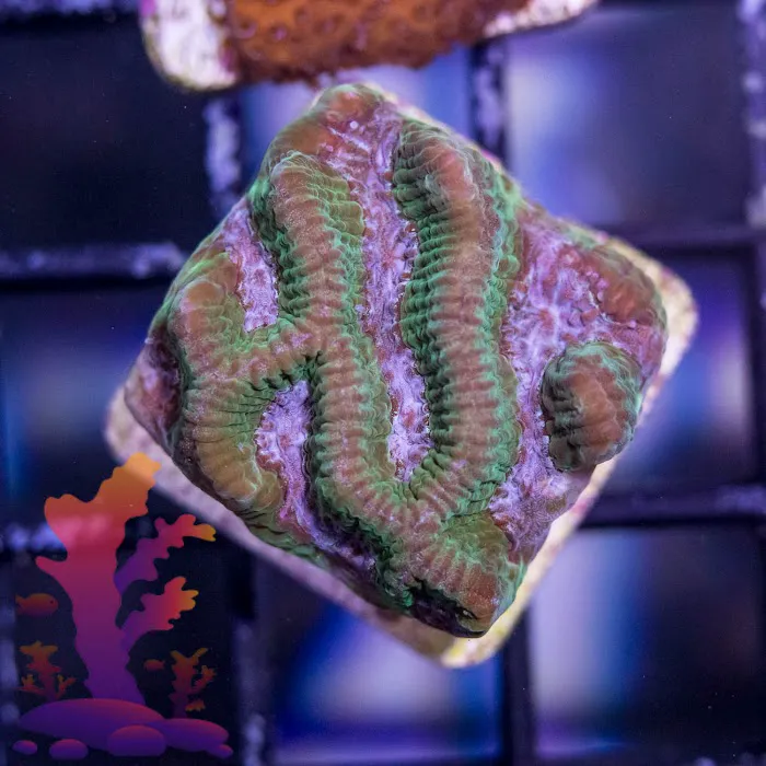 Frags 2 Fishes Picture 4