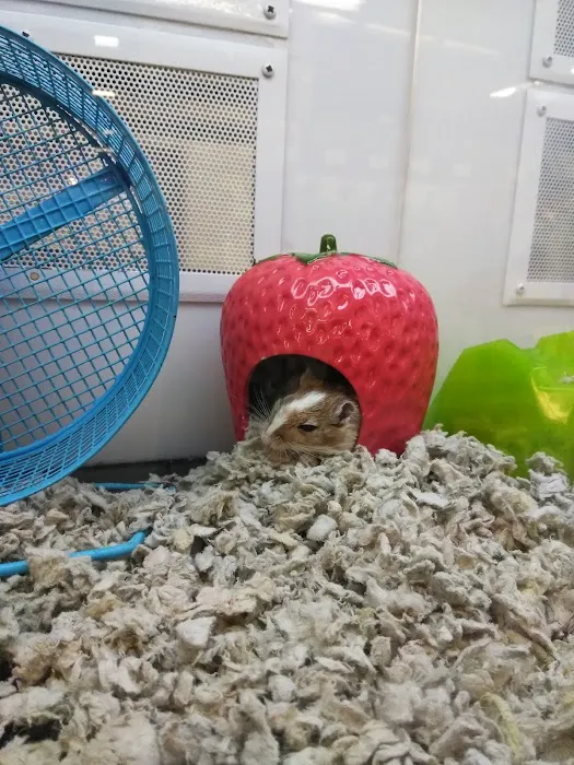 Petco Picture 10