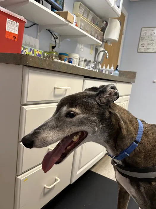 Alburtis Animal Hospital Picture 1