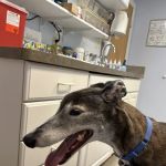 Alburtis Animal Hospital