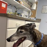 Alburtis Animal Hospital ico