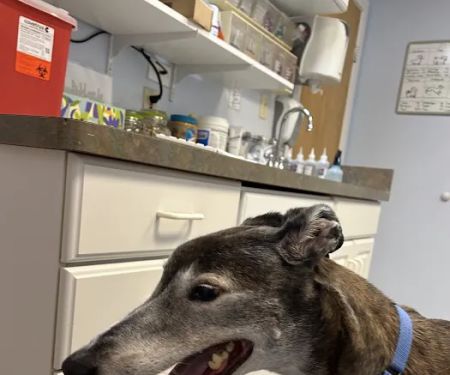 Alburtis Animal Hospital