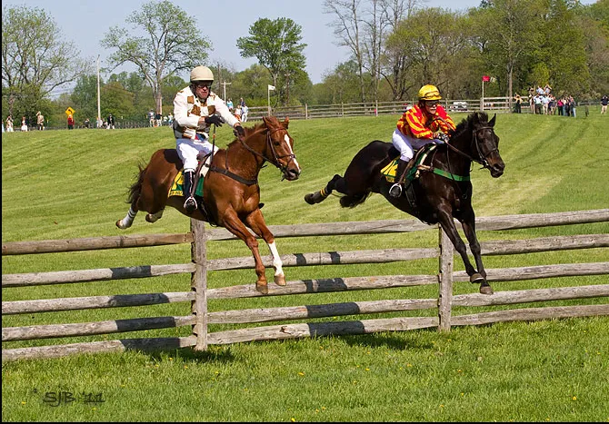 Equine Veterinary Care Picture 6