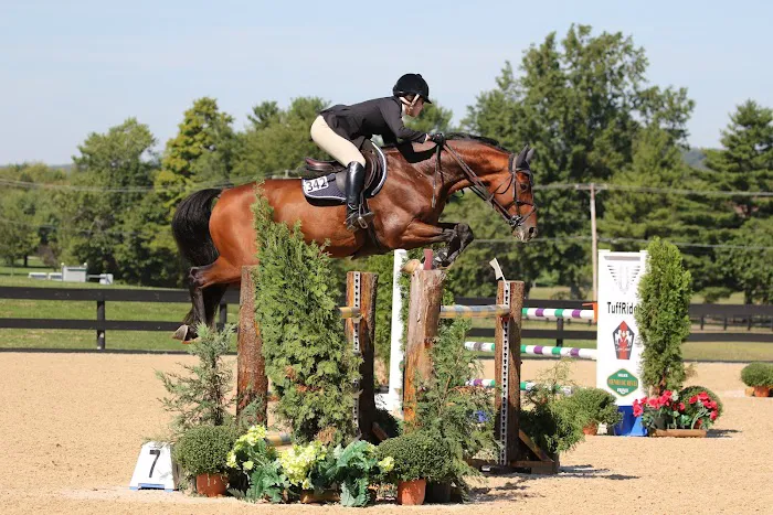 Equine Veterinary Care Picture 3
