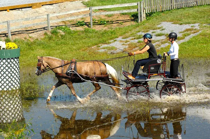 Equine Veterinary Care Picture 9