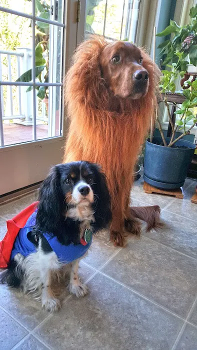 Pets and Friends JV Picture 1