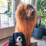 Pets and Friends JV