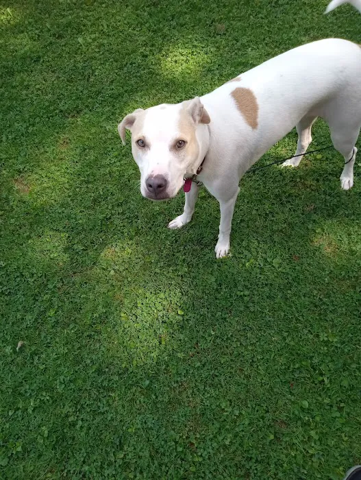 Pets and Friends JV Picture 9