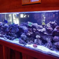 Sofishticated Aquatics ico