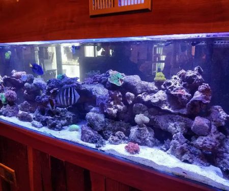 Sofishticated Aquatics