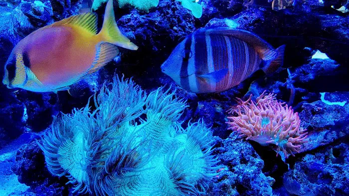 Sofishticated Aquatics Picture 3