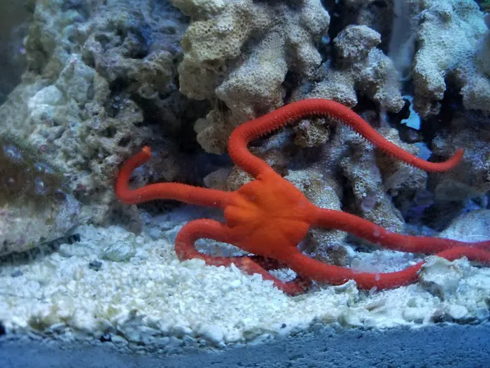 Sofishticated Aquatics Picture 4