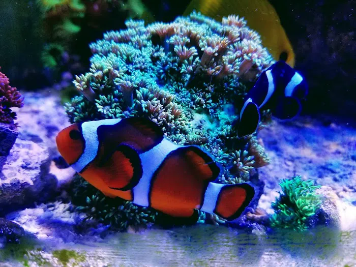 Sofishticated Aquatics Picture 8