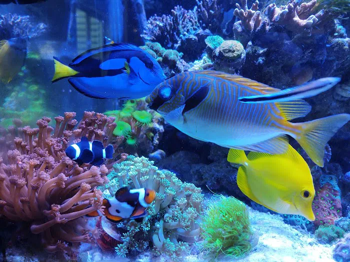 Sofishticated Aquatics Picture 6