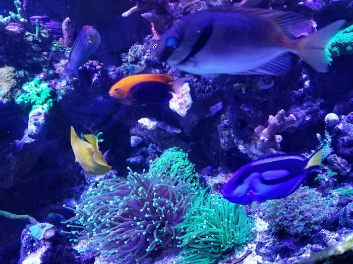 Sofishticated Aquatics Picture 10