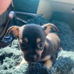 Cherry Hill Dog & Cat Hospital