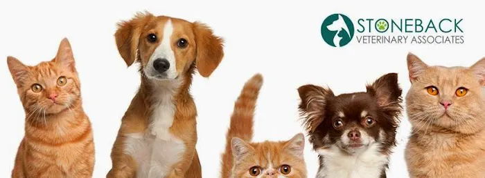 Stoneback Veterinary Associates Picture 1