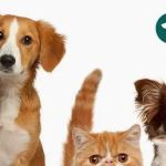 Stoneback Veterinary Associates