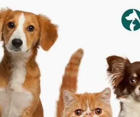 Stoneback Veterinary Associates