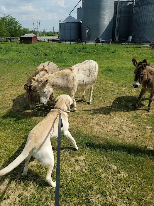 Stoneback Veterinary Associates Picture 4