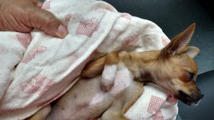 VCA Glasgow Animal Hospital Picture 4