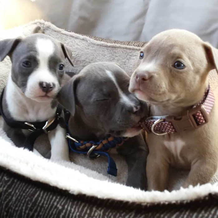 VCA Glasgow Animal Hospital Picture 8