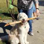 Barleycroft Kennel