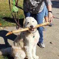 Barleycroft Kennel ico