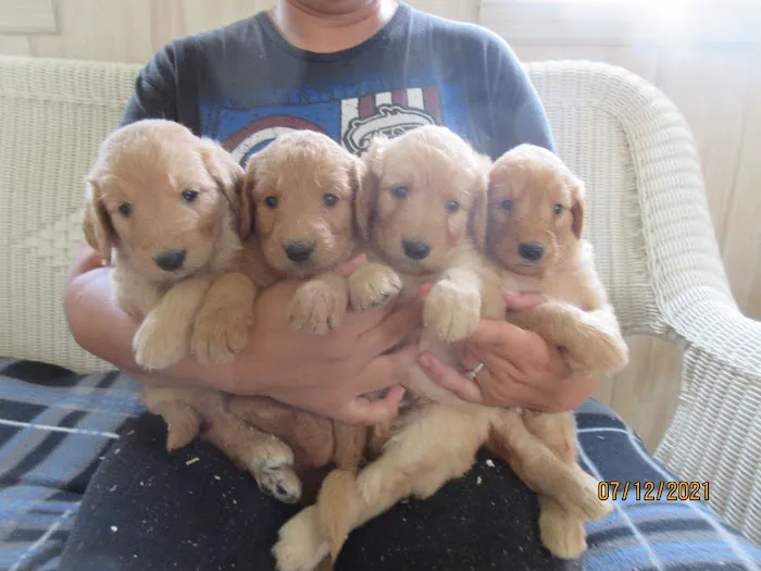 Barleycroft Kennel Picture 4