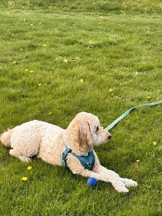 Barleycroft Kennel Picture 5