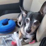 Lums Pond Animal Hospital