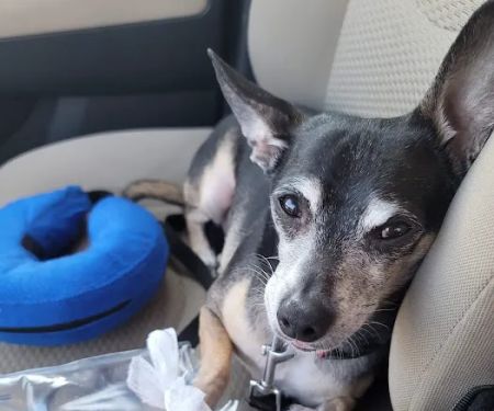 Lums Pond Animal Hospital