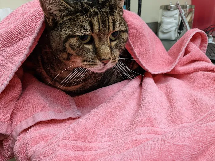 Lums Pond Animal Hospital Picture 9