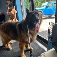 Hound and Home ico