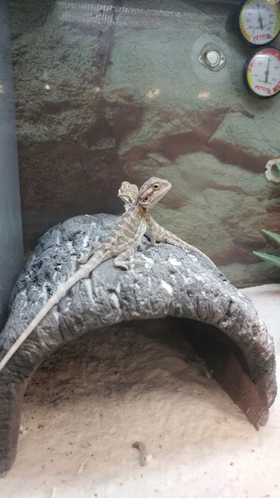Petco Picture 3
