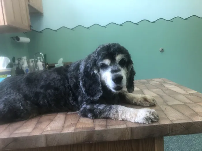 Noah's Glen Animal Hospital - Patricia Slanga, VMD Picture 3