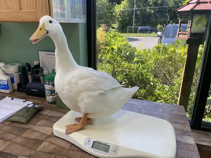 Noah's Glen Animal Hospital - Patricia Slanga, VMD Picture 1
