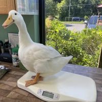 Noah's Glen Animal Hospital - Patricia Slanga, VMD ico