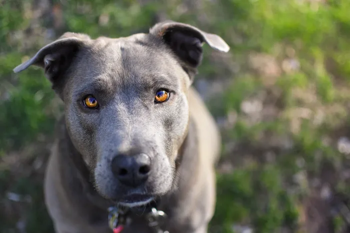 Country Companion Animal Hospital Picture 3