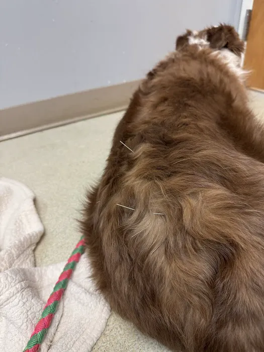 Country Companion Animal Hospital Picture 6