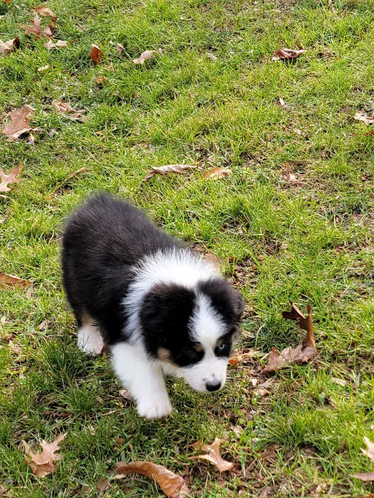 Country Companion Animal Hospital Picture 8