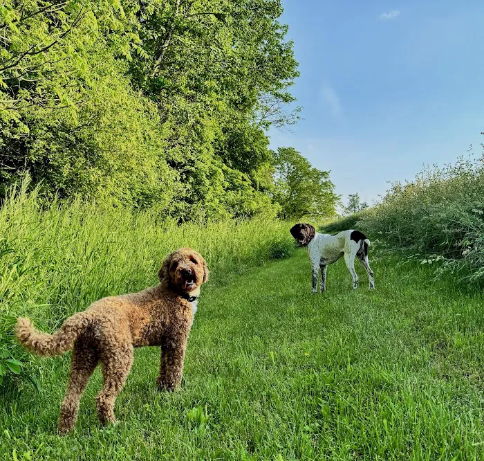 Holistic Healthy Hounds By Hunky Hound Handlers Picture 2