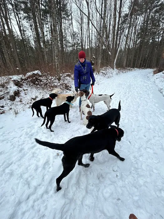 Holistic Healthy Hounds By Hunky Hound Handlers Picture 8