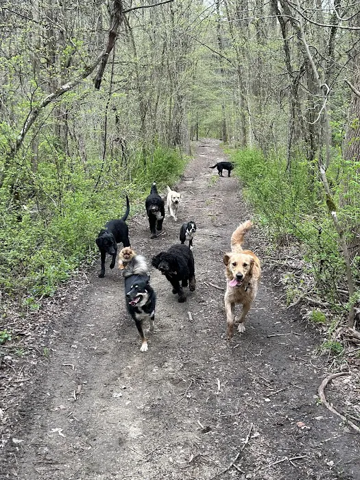 Holistic Healthy Hounds By Hunky Hound Handlers Picture 10