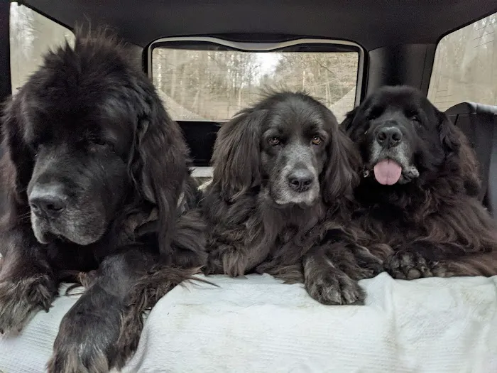 West Caln Veterinary Clinic & Mobile Veterinary Service Picture 1
